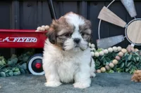 Melanie, a female Shih Tzu for sale in Clare, MI – 2 of 3
