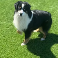 Alex, a male Miniature American Shepherd for sale in Clare, MI – Photo 2 of 4