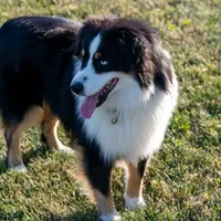 Alex, a male Miniature American Shepherd for sale in Clare, MI – Photo 3 of 4