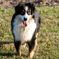 Alex, a male Miniature American Shepherd for sale in Clare, MI – Photo 4 of 4