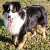 Alex, a male Miniature American Shepherd for sale in Clare, MI – Photo 1 of 4