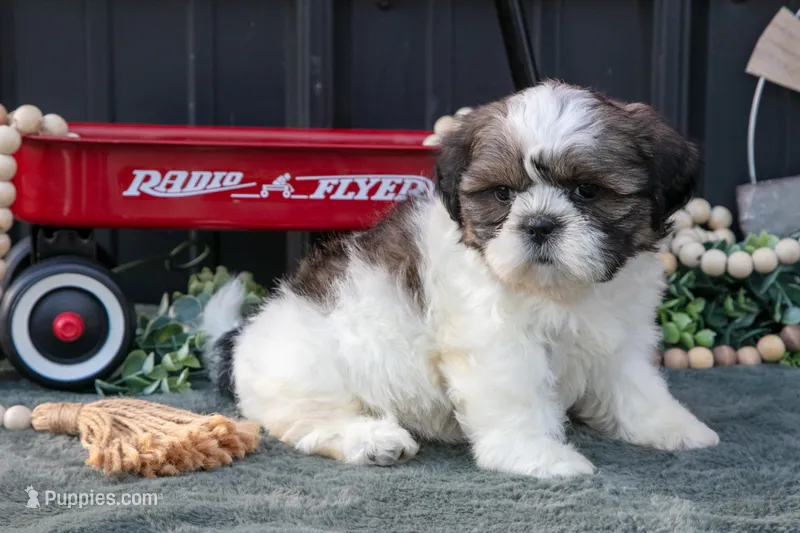 Mallory – Shih Tzu puppy for sale in Clare, MI