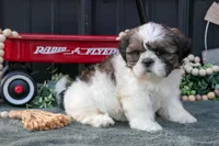 Mallory, a female Shih Tzu for sale in Clare, MI – 1 of 3