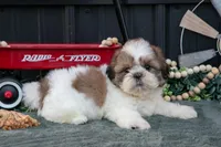 Cody, a male Shih Tzu for sale in Clare, MI – 3 of 3