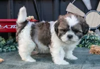 Marco, a male Shih Tzu for sale in Clare, MI – 2 of 3
