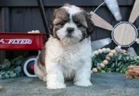 Marco, a male Shih Tzu for sale in Clare, MI – 3 of 3