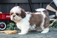 Cutie, a female Shih Tzu for sale in Clare, MI – 3 of 3