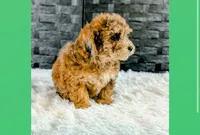 Brutus, a male Bichpoo for sale in Clare, MI – Photo 3 of 3
