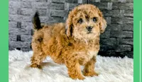 Brutus, a male Bichpoo for sale in Clare, MI – Photo 1 of 3