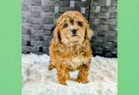 Brutus, a male Bichpoo for sale in Clare, MI – Photo 2 of 3