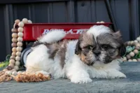 Margaret, a female Shih Tzu for sale in Clare, MI – 1 of 3
