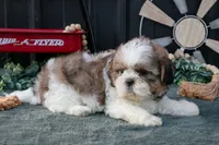 Conley, a male Shih Tzu for sale in Clare, MI – 2 of 3