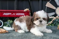 Cutie, a female Shih Tzu for sale in Clare, MI – 1 of 3