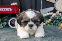 Mallory, a female Shih Tzu for sale in Clare, MI – 2 of 3