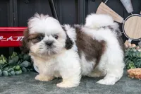 Cooper, a male Shih Tzu for sale in Clare, MI – 3 of 3