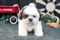 Cooper, a male Shih Tzu for sale in Clare, MI – 2 of 3