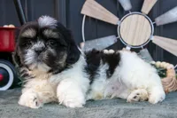 Mister, a male Shih Tzu for sale in Clare, MI – 3 of 3