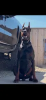 Green Female, a female Doberman Pinscher for sale in Visalia, CA – 2 of 7