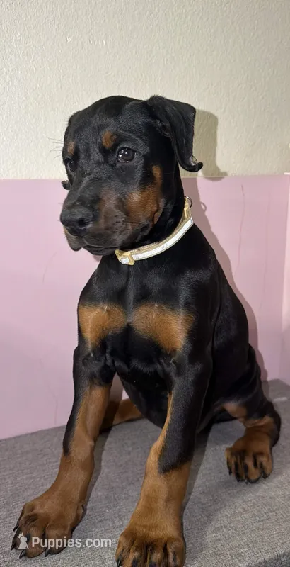 AKC WHITE Female – Doberman Pinscher puppy for sale in Visalia, CA