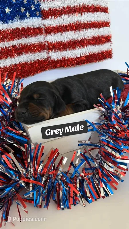 AKC Grey Male – Doberman Pinscher puppy for sale in Visalia, CA