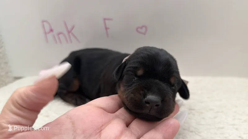 AKC Pink Female – Doberman Pinscher puppy for sale in Visalia, CA