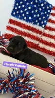 AKC Purple Collar, a female Doberman Pinscher for sale in Visalia, CA – 2 of 10