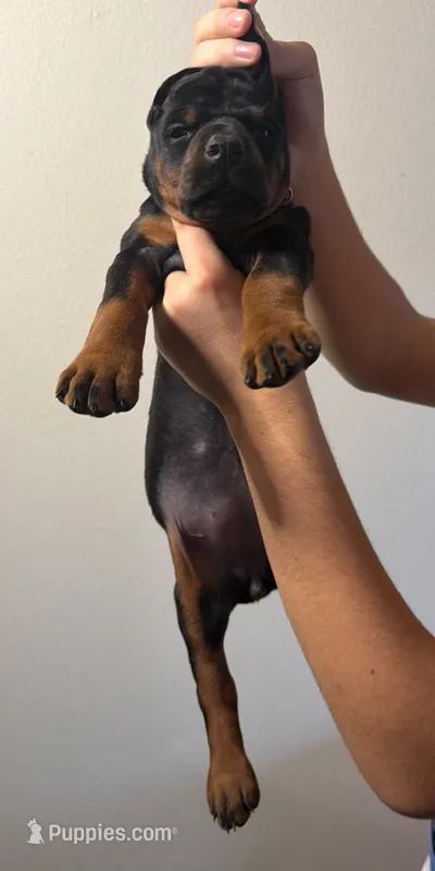 AKC Pink Female – Doberman Pinscher puppy for sale in Visalia, CA