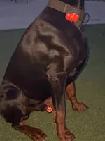 AKC Brown Male, a male Doberman Pinscher for sale in Visalia, CA – 6 of 10