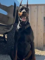 AKC WHITE Female, a female Doberman Pinscher for sale in Visalia, CA – 6 of 10
