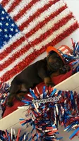 AKC Brown Male, a male Doberman Pinscher for sale in Visalia, CA – 2 of 10