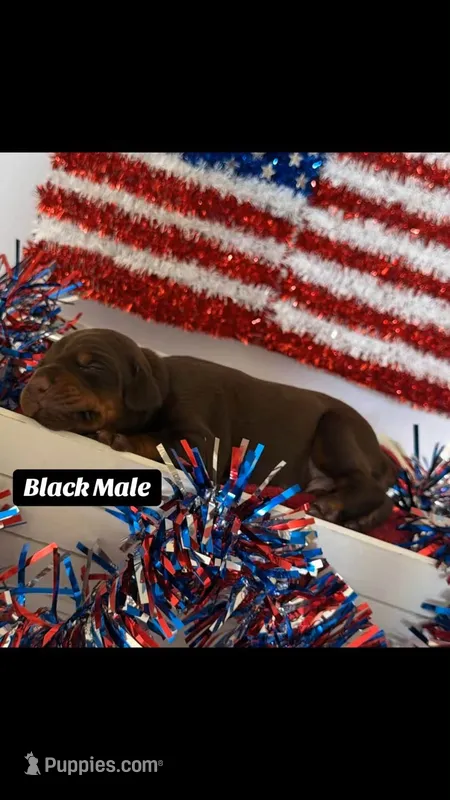 AKC Black Male – Doberman Pinscher puppy for sale in Visalia, CA
