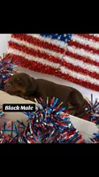 AKC Black Male, a male Doberman Pinscher for sale in Visalia, CA – 1 of 10