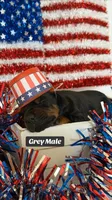 AKC Grey Male, a male Doberman Pinscher for sale in Visalia, CA – 2 of 10