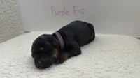 AKC Purple Collar, a female Doberman Pinscher for sale in Visalia, CA – 3 of 10