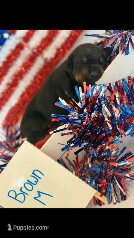 AKC Brown Male – Doberman Pinscher puppy for sale in Visalia, CA