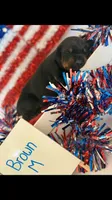 AKC Brown Male, a male Doberman Pinscher for sale in Visalia, CA – 1 of 10