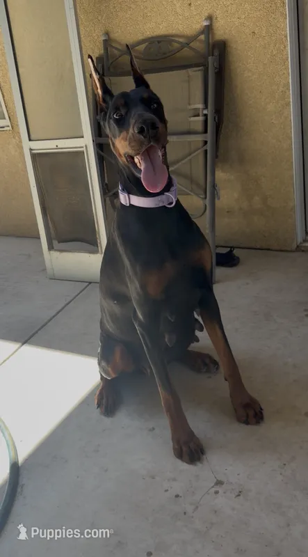 Green Female – Doberman Pinscher puppy for sale in Visalia, CA