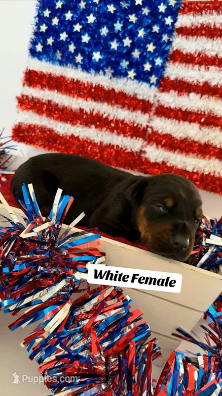 AKC WHITE Female – Doberman Pinscher puppy for sale in Visalia, CA