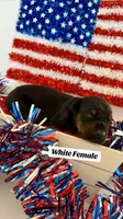 AKC WHITE Female, a female Doberman Pinscher for sale in Visalia, CA – 1 of 10