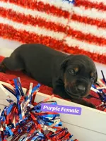 AKC Purple Collar, a female Doberman Pinscher for sale in Visalia, CA – 1 of 10