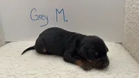 AKC Grey Male, a male Doberman Pinscher for sale in Visalia, CA – 4 of 10