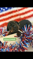 Green Female, a female Doberman Pinscher for sale in Visalia, CA – 7 of 7