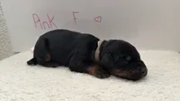 AKC Pink Female, a female Doberman Pinscher for sale in Visalia, CA – 2 of 10