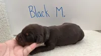 AKC Black Male, a male Doberman Pinscher for sale in Visalia, CA – 3 of 10