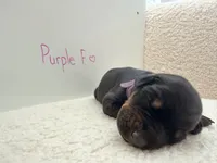 AKC Purple Collar, a female Doberman Pinscher for sale in Visalia, CA – 4 of 10