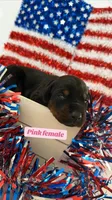 AKC Pink Female, a female Doberman Pinscher for sale in Visalia, CA – 4 of 10