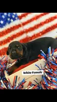 AKC WHITE Female, a female Doberman Pinscher for sale in Visalia, CA – 2 of 10