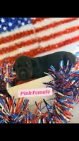 AKC Pink Female, a female Doberman Pinscher for sale in Visalia, CA – 3 of 10