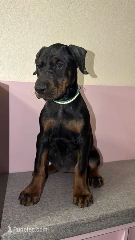 Green Female – Doberman Pinscher puppy for sale in Visalia, CA