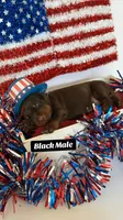 AKC Black Male, a male Doberman Pinscher for sale in Visalia, CA – 2 of 10